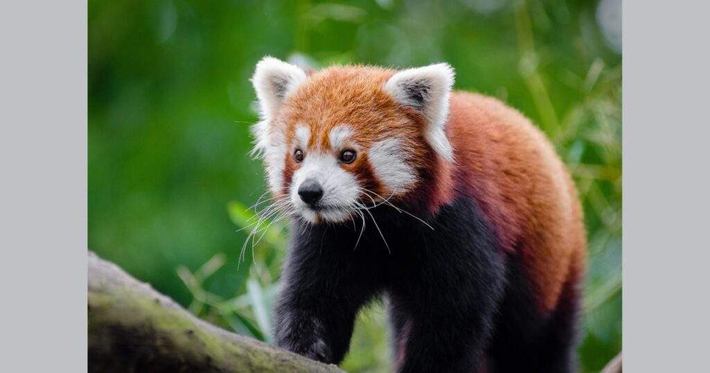 How Much Does a Red Panda Cost