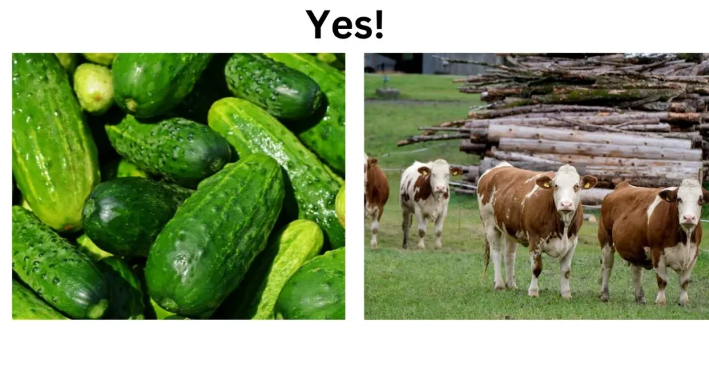 Can Cow Eat Cucumber?
