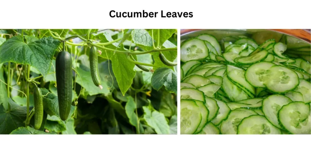 Can cows eat cucumber leaves?