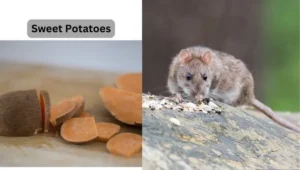 Can rat eat sweet potatoes