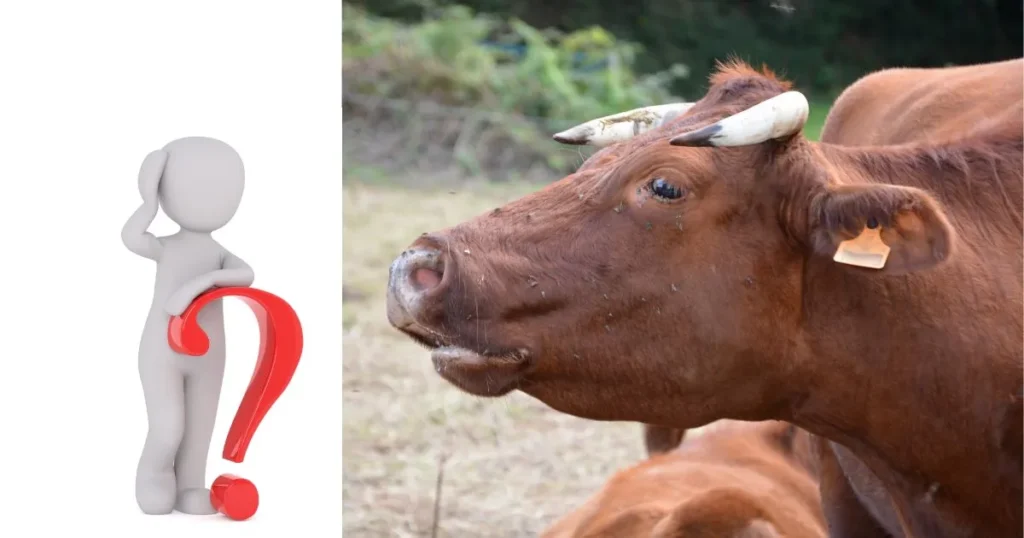 Why do Cows Moo at Night?