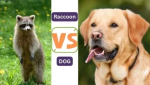 Can a Dog Kill a Raccoon?