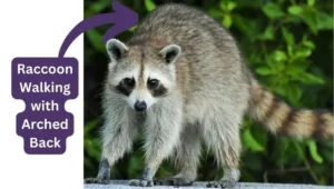 Why do raccoons walk with an arched back?