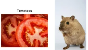 Can Rats Eat Tomatoes?