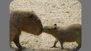 Is It Legal To Own A Capybara In Florida?