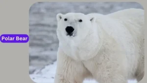 How strong are polar bear?