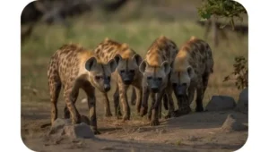 What is a group of hyenas called?