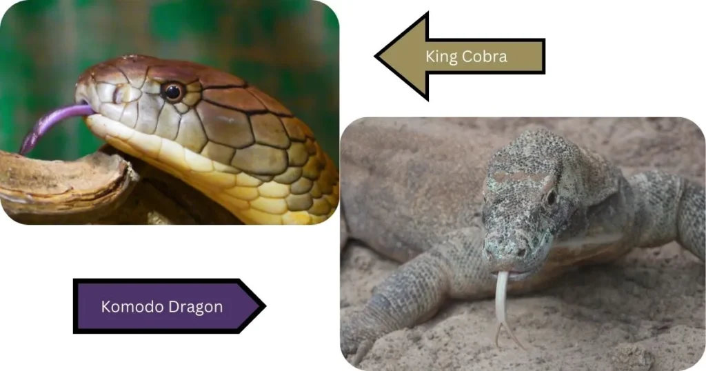 King Cobra vs Komodo dragon