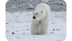 Why Are Polar Bears So Dangerous?