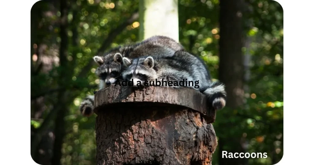 Social Behavior of Raccoons: