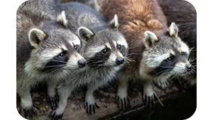 What is a group of raccoons called?