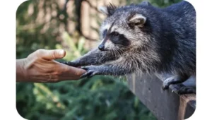 Does raccoon bite?