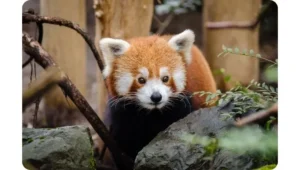 What are the predators of Red Pandas?