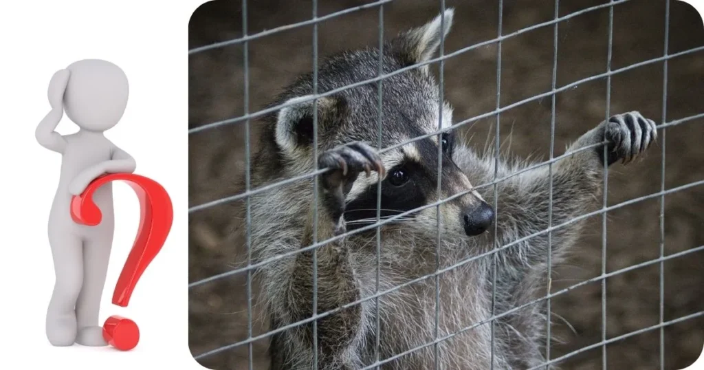 How long do raccoons live in captivity?
