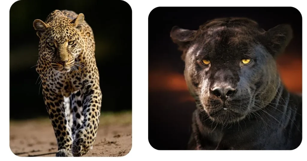 Leopard vs Black Panther